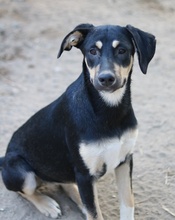 NEPAL, Hund, Mischlingshund in Griechenland - Bild 8