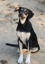 NEPAL, Hund, Mischlingshund in Griechenland - Bild 9