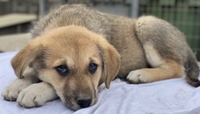 MYANMAR, Hund, Mischlingshund in Griechenland - Bild 10