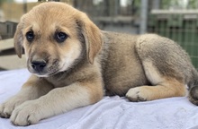 MYANMAR, Hund, Mischlingshund in Griechenland - Bild 11