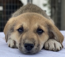 MYANMAR, Hund, Mischlingshund in Griechenland - Bild 13