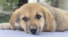 MYANMAR, Hund, Mischlingshund in Griechenland - Bild 14