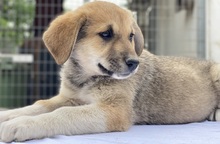 MYANMAR, Hund, Mischlingshund in Griechenland - Bild 15