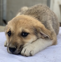 MYANMAR, Hund, Mischlingshund in Griechenland - Bild 2