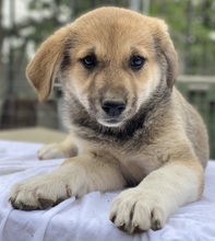 MYANMAR, Hund, Mischlingshund in Griechenland - Bild 3