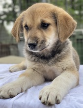 MYANMAR, Hund, Mischlingshund in Griechenland - Bild 4