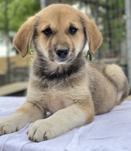 MYANMAR, Hund, Mischlingshund in Griechenland - Bild 6