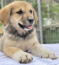 MYANMAR, Hund, Mischlingshund in Griechenland - Bild 9