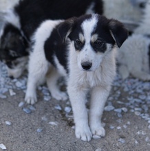 MONA, Hund, Mischlingshund in Griechenland - Bild 6