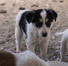 MONA, Hund, Mischlingshund in Griechenland - Bild 9