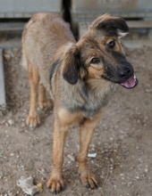 MOELLEUX, Hund, Mischlingshund in Griechenland - Bild 10