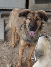 MOELLEUX, Hund, Mischlingshund in Griechenland - Bild 2