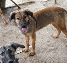 MOELLEUX, Hund, Mischlingshund in Griechenland - Bild 4