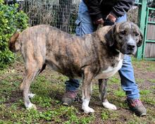 FIRMINO, Hund, Mischlingshund in Italien - Bild 10