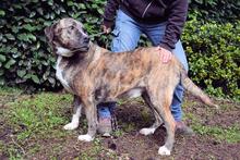 FIRMINO, Hund, Mischlingshund in Italien - Bild 11