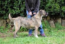 FIRMINO, Hund, Mischlingshund in Italien - Bild 14