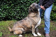 FIRMINO, Hund, Mischlingshund in Italien - Bild 5