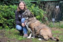 FIRMINO, Hund, Mischlingshund in Italien - Bild 6