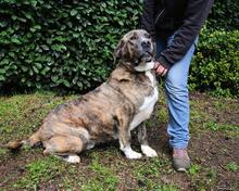 FIRMINO, Hund, Mischlingshund in Italien - Bild 7