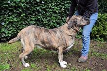 FIRMINO, Hund, Mischlingshund in Italien - Bild 8