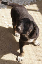 LOUISA, Hund, Mischlingshund in Griechenland - Bild 2