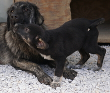 LOUISA, Hund, Mischlingshund in Griechenland - Bild 3