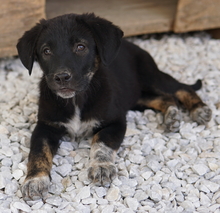 LOUISA, Hund, Mischlingshund in Griechenland - Bild 6