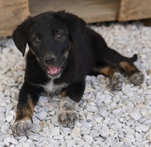 LOUISA, Hund, Mischlingshund in Griechenland - Bild 7