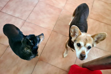 MAMPFIE, Hund, Mischlingshund in Spanien - Bild 6