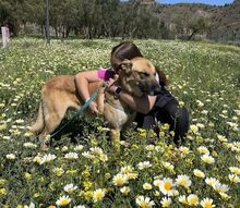 BINGO, Hund, Deutscher Schäferhund-Mix in Spanien - Bild 10