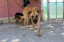 BINGO, Hund, Deutscher Schäferhund-Mix in Spanien - Bild 3