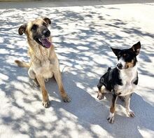 BINGO, Hund, Deutscher Schäferhund-Mix in Spanien - Bild 9