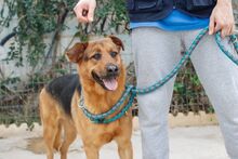 CARLA, Hund, Deutscher Schäferhund-Mix in Spanien - Bild 5