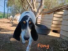 FONY, Hund, Ariegeois in Griechenland - Bild 8