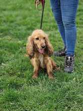 OTTO, Hund, Cocker Spaniel in Waiblingen