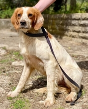 WILLY, Hund, Mischlingshund in Italien