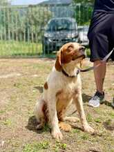 WILLY, Hund, Mischlingshund in Italien - Bild 2