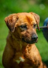 REBI, Hund, Mischlingshund in Ungarn - Bild 1