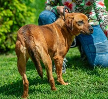 REBI, Hund, Mischlingshund in Ungarn - Bild 10