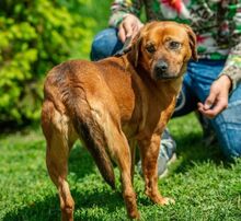 REBI, Hund, Mischlingshund in Ungarn - Bild 3