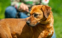 REBI, Hund, Mischlingshund in Ungarn - Bild 7