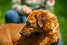 REBI, Hund, Mischlingshund in Ungarn - Bild 8