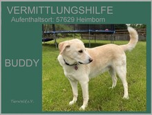 BUDDY, Hund, Mischlingshund in Overath - Bild 5