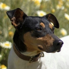 SNOOPY, Hund, Bodeguero Andaluz in Spanien - Bild 1