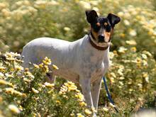 SNOOPY, Hund, Bodeguero Andaluz in Spanien - Bild 2