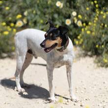 SNOOPY, Hund, Bodeguero Andaluz in Spanien - Bild 3