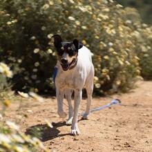 SNOOPY, Hund, Bodeguero Andaluz in Spanien - Bild 4