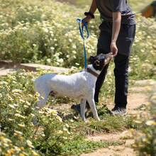 SNOOPY, Hund, Bodeguero Andaluz in Spanien - Bild 5