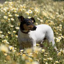 SNOOPY, Hund, Bodeguero Andaluz in Spanien - Bild 6