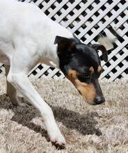 SNOOPY, Hund, Bodeguero Andaluz in Spanien - Bild 7